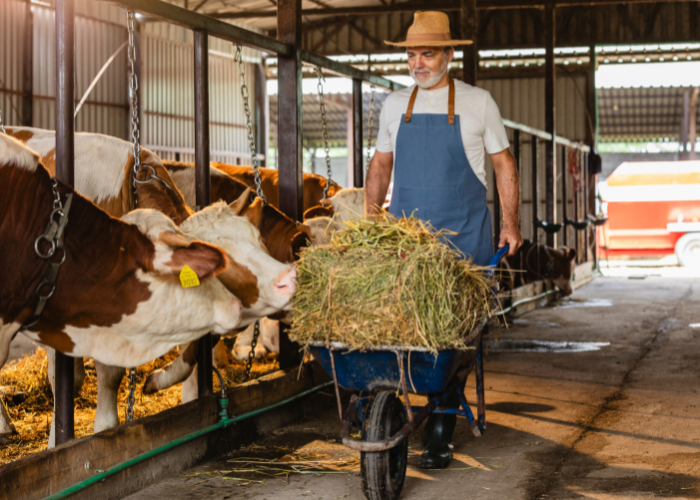 Perche-oggi-una-polizza-zootecnica-e-fondamentale-per-ogni-allevatore